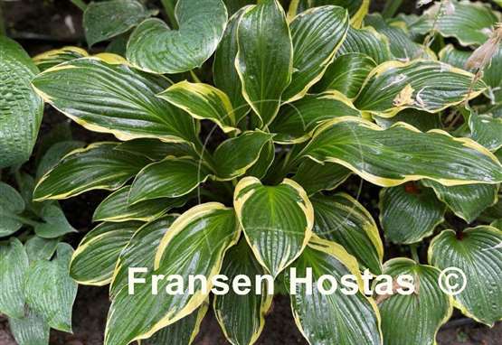 Hosta Harpoon